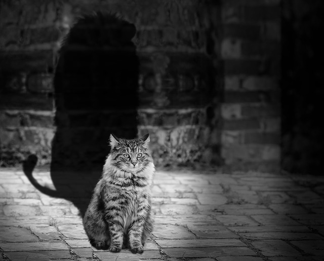 Großer schwarzer Schatten hinter einer Katze als Symbol für den eigenen schwarzen Schatten